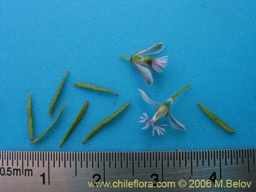 Image of Polygala gnidioides (). Click to enlarge parts of image.