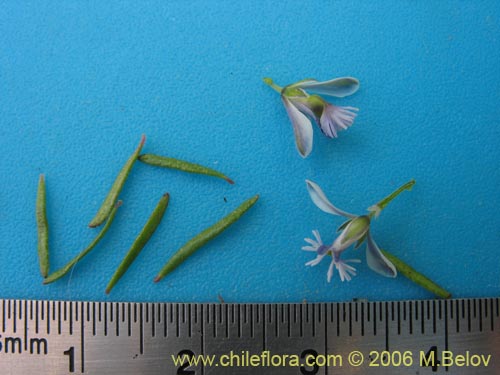 Фотография Polygala gnidioides (). Щелкните, чтобы увеличить вырез.