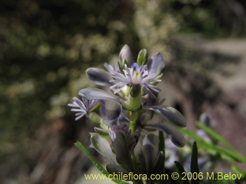 Bild von Polygala gnidioides (). Klicken Sie, um den Ausschnitt zu vergrössern.