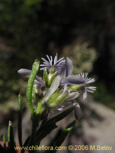 Bild von Polygala gnidioides (). Klicken Sie, um den Ausschnitt zu vergrössern.