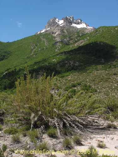 Image of Chusquea coleou (Colihue / Coleu). Click to enlarge parts of image.