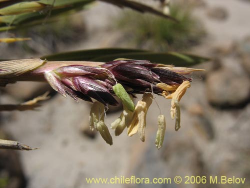 Image of Chusquea coleou (Colihue / Coleu). Click to enlarge parts of image.