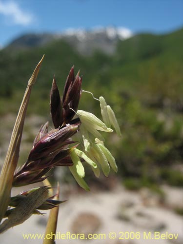 Imágen de Chusquea coleou (Colihue / Coleu). Haga un clic para aumentar parte de imágen.