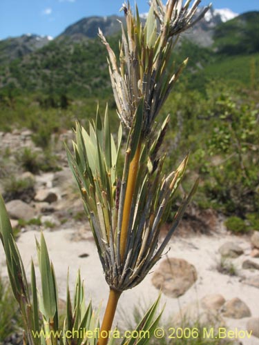 Image of Chusquea coleou (Colihue / Coleu). Click to enlarge parts of image.