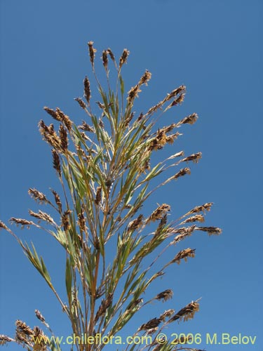 Image of Chusquea coleou (Colihue / Coleu). Click to enlarge parts of image.