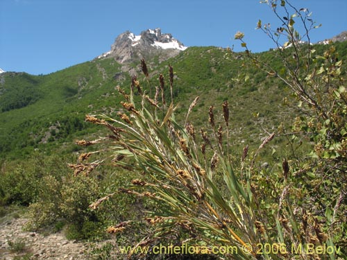 Фотография Chusquea coleou (Colihue / Coleu). Щелкните, чтобы увеличить вырез.