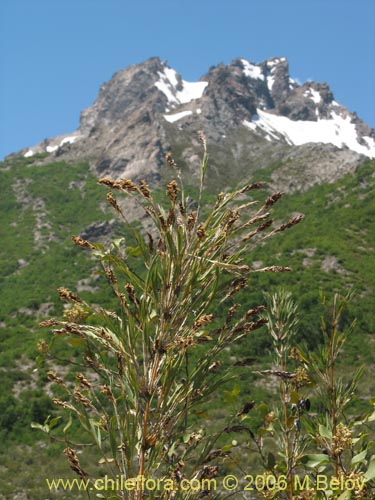 Image of Chusquea coleou (Colihue / Coleu). Click to enlarge parts of image.