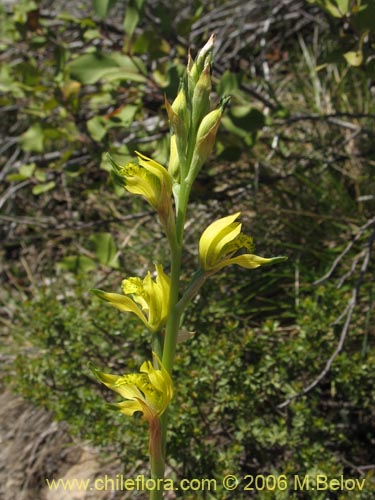 Image of Chloraea cristata (orquidea amarilla). Click to enlarge parts of image.