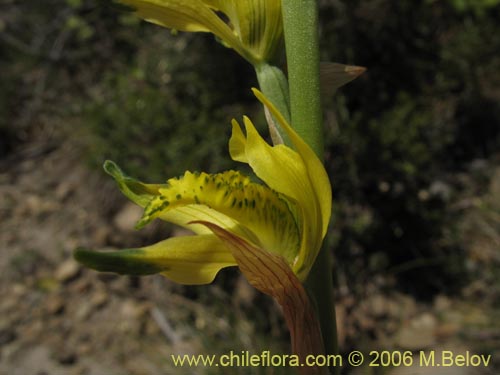 Image of Chloraea cristata (orquidea amarilla). Click to enlarge parts of image.