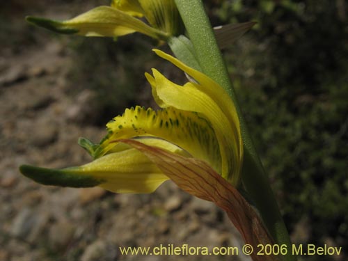 Imágen de Chloraea cristata (orquidea amarilla). Haga un clic para aumentar parte de imágen.