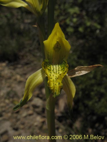 Bild von Chloraea cristata (orquidea amarilla). Klicken Sie, um den Ausschnitt zu vergrössern.