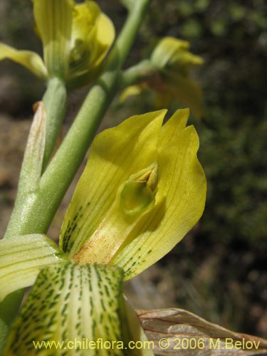 Image of Chloraea cristata (orquidea amarilla). Click to enlarge parts of image.