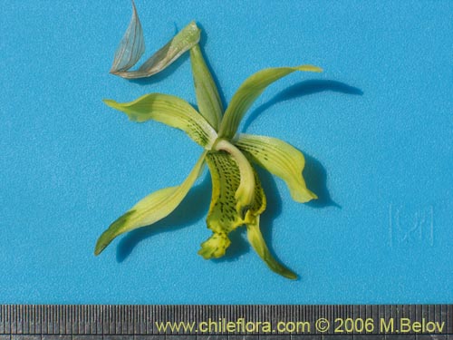 Image of Chloraea cristata (orquidea amarilla). Click to enlarge parts of image.