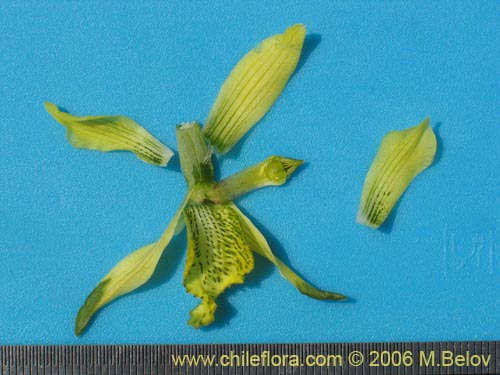 Image of Chloraea cristata (orquidea amarilla). Click to enlarge parts of image.