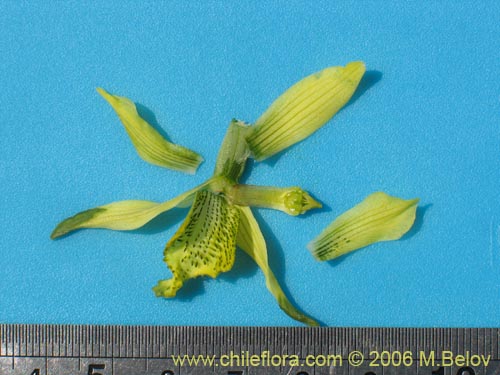 Image of Chloraea cristata (orquidea amarilla). Click to enlarge parts of image.