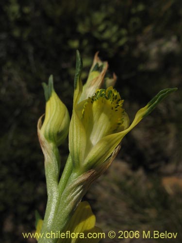 Imágen de Chloraea cristata (orquidea amarilla). Haga un clic para aumentar parte de imágen.