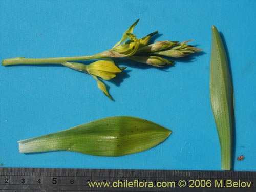 Image of Chloraea cristata (orquidea amarilla). Click to enlarge parts of image.