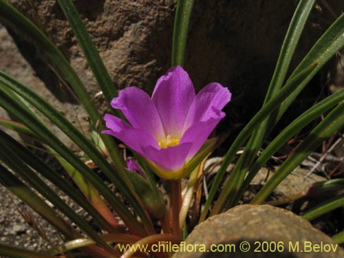 Image of Calandrinia colchaguensis (). Click to enlarge parts of image.