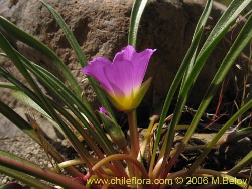 Imágen de Calandrinia colchaguensis (). Haga un clic para aumentar parte de imágen.