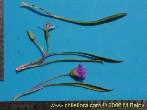 Calandrinia colchaguensis的照片