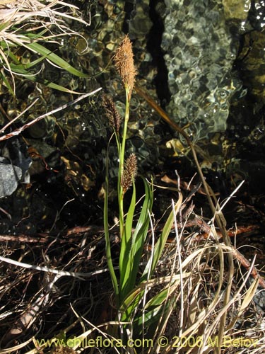 Bild von Carex sp.   #1545 (). Klicken Sie, um den Ausschnitt zu vergrössern.