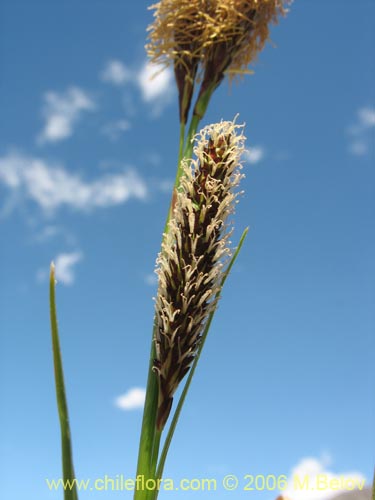 Фотография Carex sp. #1545 (). Щелкните, чтобы увеличить вырез.
