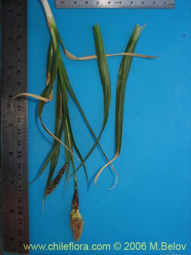 Bild von Carex sp.   #1545 (). Klicken Sie, um den Ausschnitt zu vergrössern.
