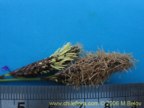 Imágen de Carex sp.   #1545 (). Haga un clic para aumentar parte de imágen.