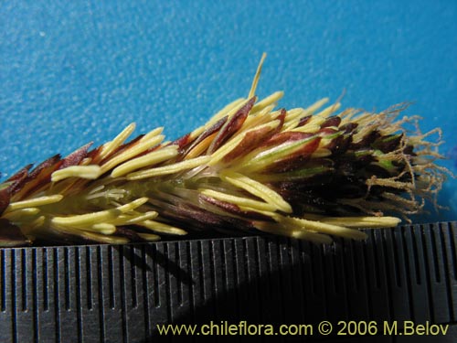 Image of Carex sp.   #1545 (). Click to enlarge parts of image.