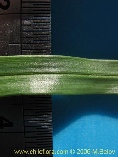Фотография Carex sp. #1545 (). Щелкните, чтобы увеличить вырез.