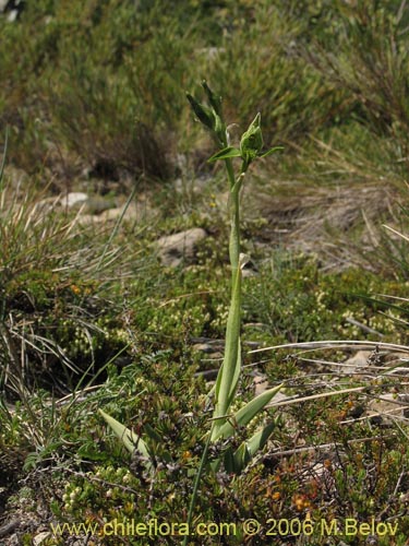 Bild von Chloraea viridiflora (Orquidea de flor verde). Klicken Sie, um den Ausschnitt zu vergrössern.