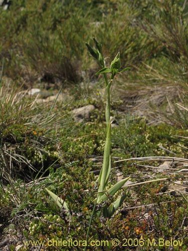 Image of Chloraea viridiflora (Orquidea de flor verde). Click to enlarge parts of image.