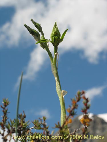 Imágen de Chloraea viridiflora (Orquidea de flor verde). Haga un clic para aumentar parte de imágen.