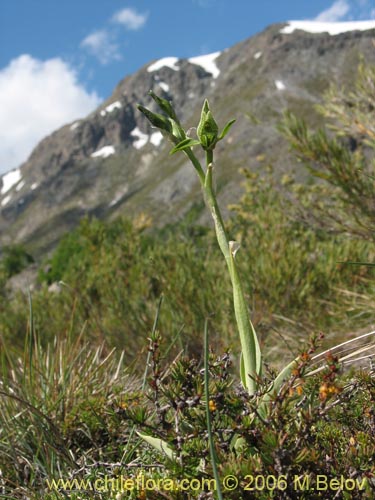 Bild von Chloraea viridiflora (Orquidea de flor verde). Klicken Sie, um den Ausschnitt zu vergrössern.