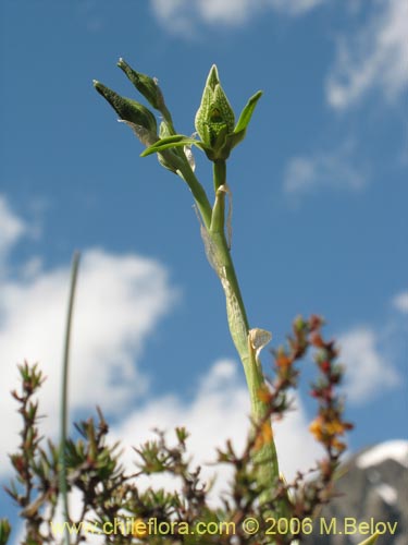 Imágen de Chloraea viridiflora (Orquidea de flor verde). Haga un clic para aumentar parte de imágen.