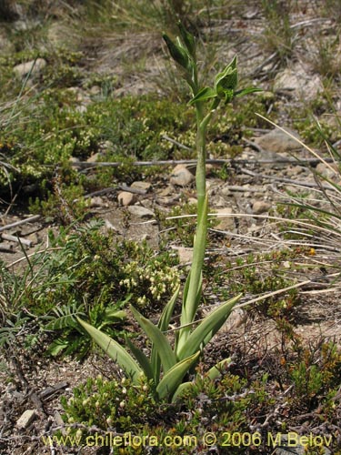 Фотография Chloraea viridiflora (Orquidea de flor verde). Щелкните, чтобы увеличить вырез.