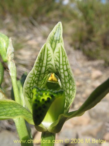 Imágen de Chloraea viridiflora (Orquidea de flor verde). Haga un clic para aumentar parte de imágen.