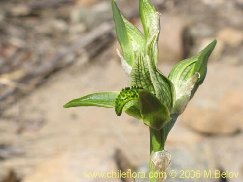 Image of Chloraea viridiflora (Orquidea de flor verde). Click to enlarge parts of image.