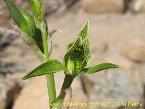 Image of Chloraea viridiflora (Orquidea de flor verde). Click to enlarge parts of image.