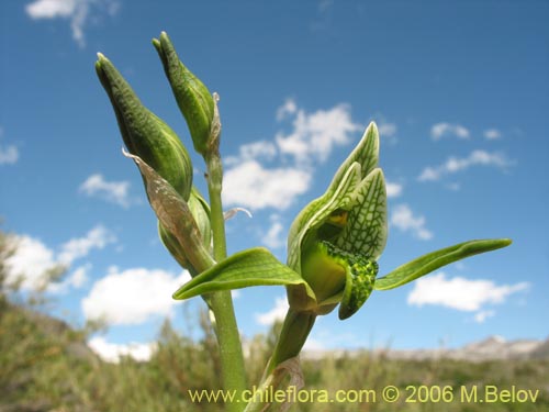 Image of Chloraea viridiflora (Orquidea de flor verde). Click to enlarge parts of image.