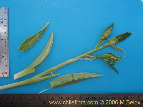 Image of Chloraea viridiflora (Orquidea de flor verde). Click to enlarge parts of image.