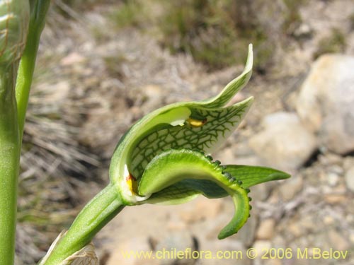 Фотография Chloraea viridiflora (Orquidea de flor verde). Щелкните, чтобы увеличить вырез.