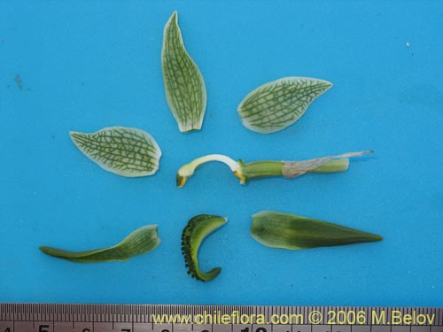Image of Chloraea viridiflora (Orquidea de flor verde). Click to enlarge parts of image.