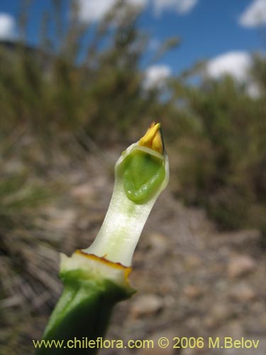 Image of Chloraea viridiflora (Orquidea de flor verde). Click to enlarge parts of image.