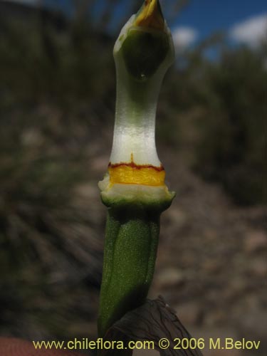 Image of Chloraea viridiflora (Orquidea de flor verde). Click to enlarge parts of image.