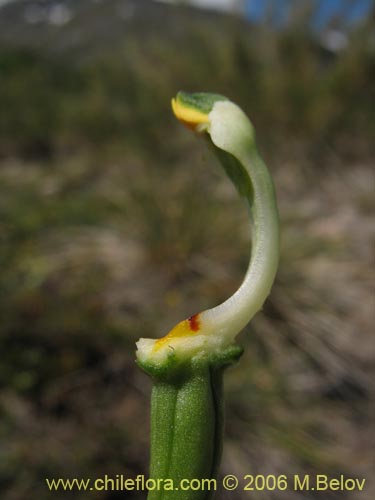 Фотография Chloraea viridiflora (Orquidea de flor verde). Щелкните, чтобы увеличить вырез.