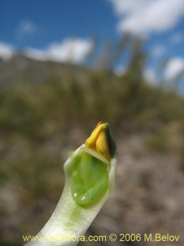 Bild von Chloraea viridiflora (Orquidea de flor verde). Klicken Sie, um den Ausschnitt zu vergrössern.