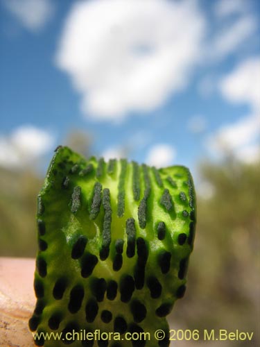 Bild von Chloraea viridiflora (Orquidea de flor verde). Klicken Sie, um den Ausschnitt zu vergrössern.