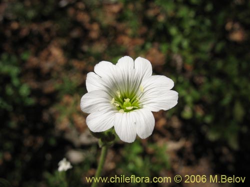 Imágen de Cerastium arvense (Cuernecita). Haga un clic para aumentar parte de imágen.