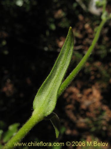 Image of Cerastium arvense (Cuernecita). Click to enlarge parts of image.